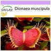 Venus Fly Trap - 10 Seeds - Dionaea Muscipula