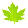 Yousheng Green Maple Leaf Door Stopper Wedge 3D Printed Simulation Leaf Model Windproof Anti-collision Carpet Tile Concrete Wooden Floor Decorative