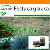 Garden In the Bag - Blue Mountain Grass - 50 Seeds - With Substrate In a Fitting Stand Up Bag - Festuca Glauca