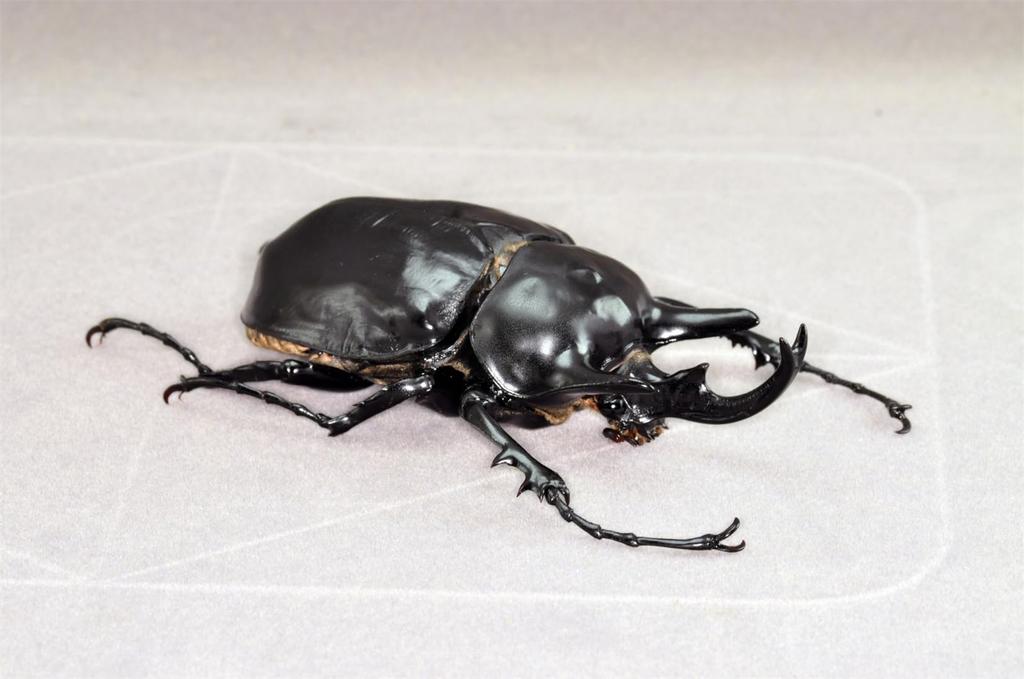 БАКАЛИСО Нирвана Актеон Жук-слон Фигурка Жук Жук-слон Магнит для холодильника Магнит Реалистичный Взрослый Иллюстрированная книга Насекомое