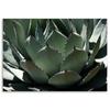 Canvas print, Close-up on agave leaves