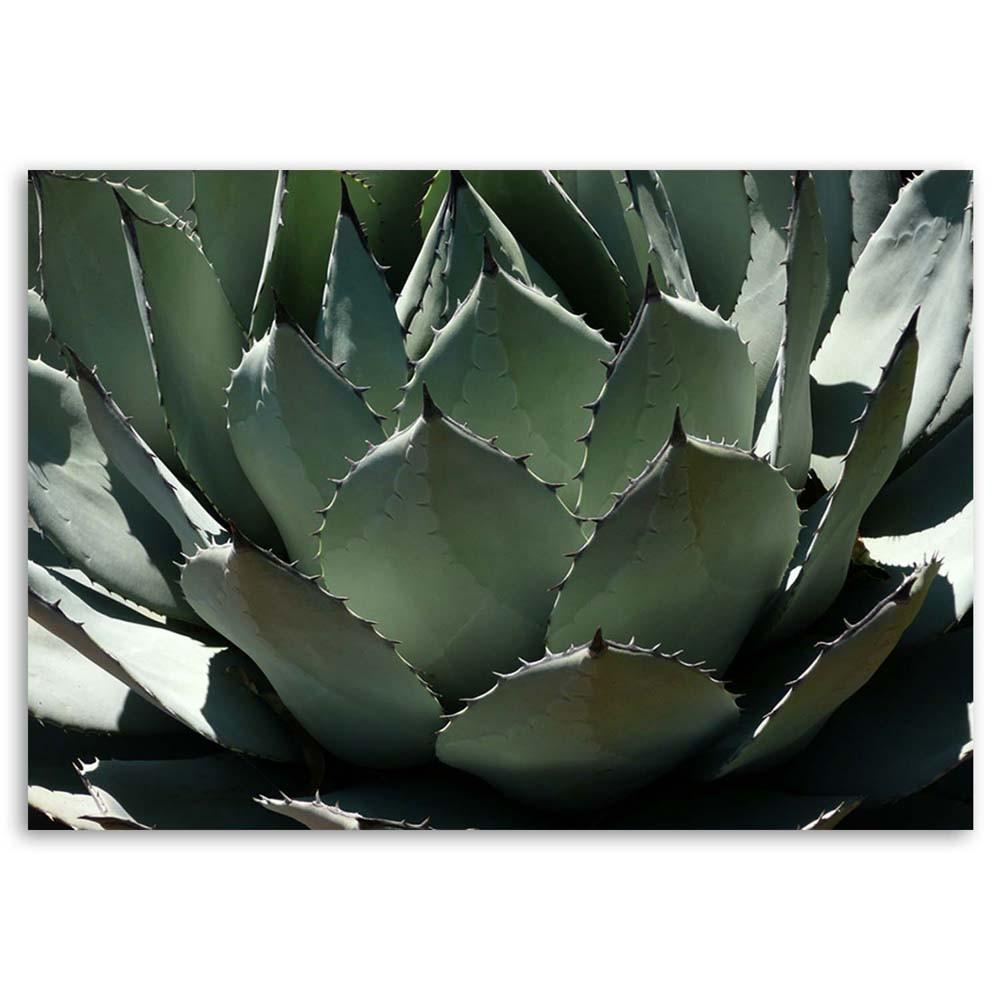 Canvas print, Close-up on agave leaves