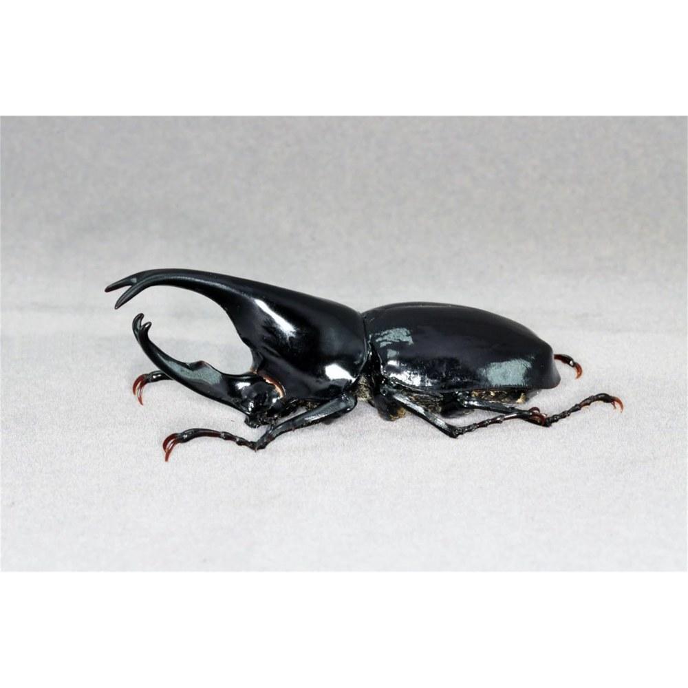 BACALYSO Sumatran Gidean Rhinoceros Beetle Magnet Resin Insect Model Ornament