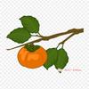 Clip Art Persimmon Iron On Heat Transfer Printing Vinyl Patches Sticker for Clothes DIY Appliques Washable Patches