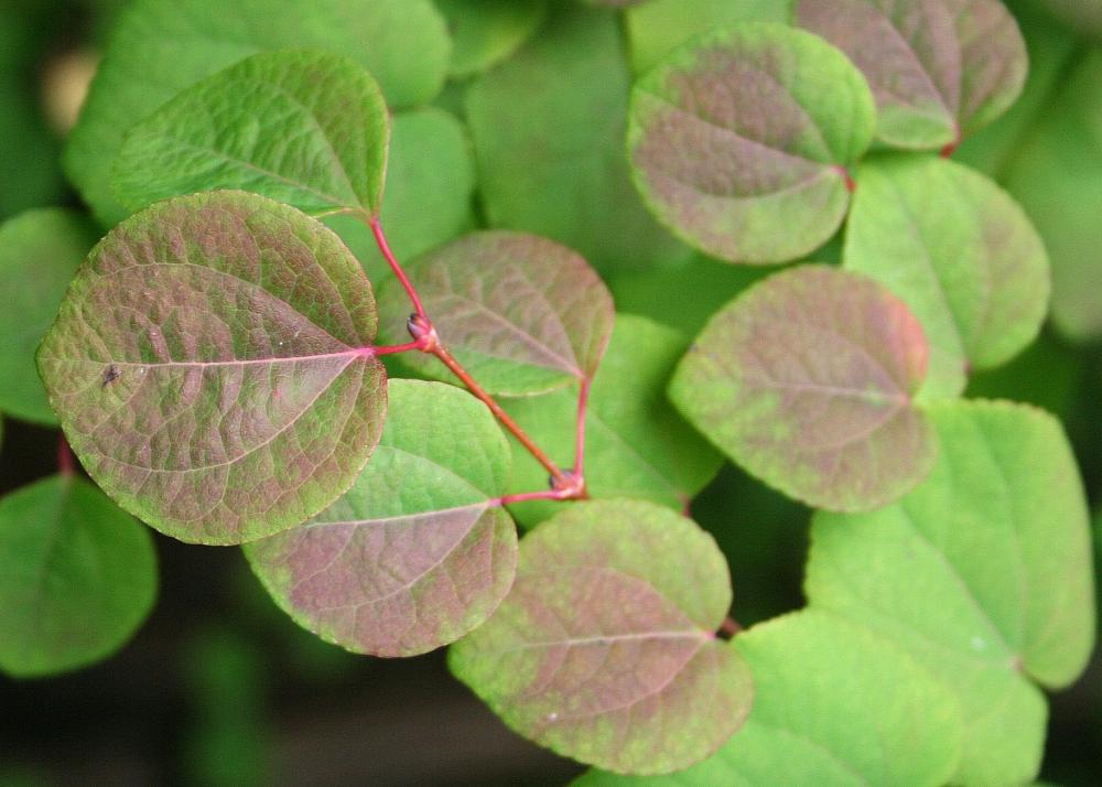 SAFLAX Кацуратри - 200 семян - Cercidiphyllum japonicum