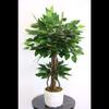 Мини-дерево Бенджамина в бетонном горшке 75 см