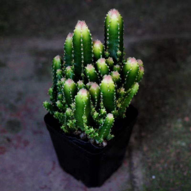Layered Mountain Succulent: Green Cactus Money Tree for Indoor Spaces