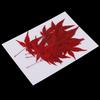 12pcs Natural Real Dried Leaves Maple Leaf for Christmas Making