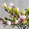 Decoration Film Feel Faux Flower Branch Decorative Flowers Magnolia Bouquet Artificial Flowers
