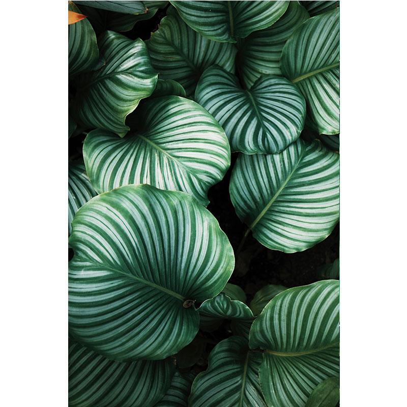 Современная картина на холсте с природой, зеленые листья, картины с растениями, постеры с деревьями, принты для декора гостиной, настенное искусство куадрос