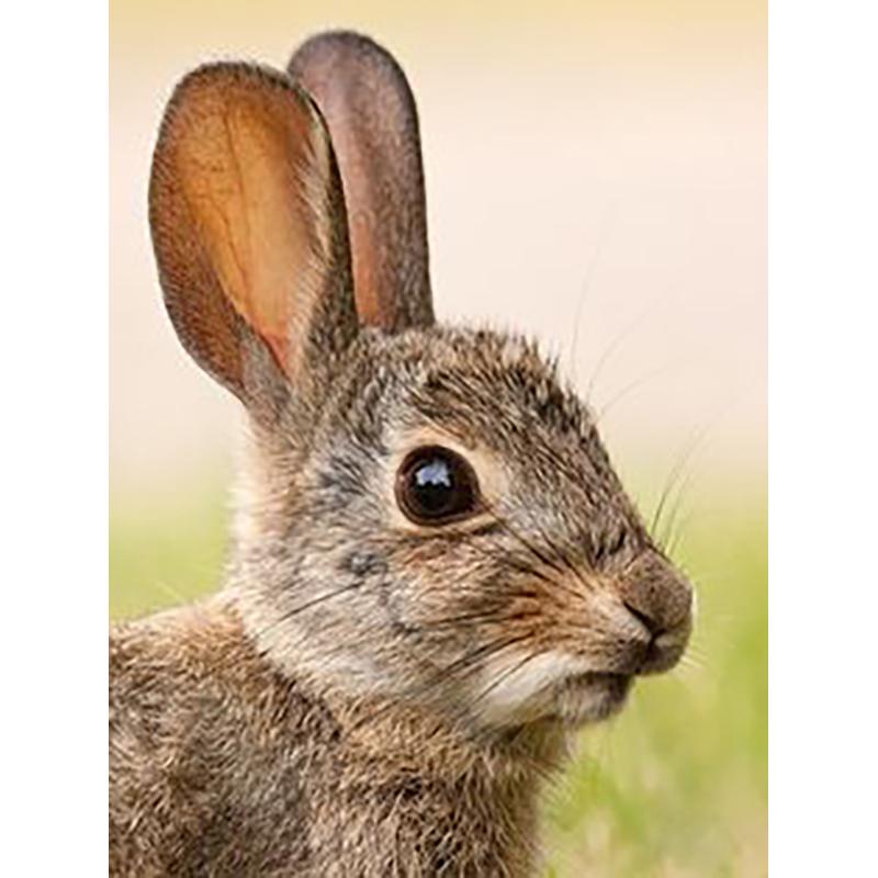 DIY Rabbit 5D Diamond Painting Full Round Drill Animals Diamond Embroidery Cross Stitch Mosaic Resin Wall Art Home Decor Gift