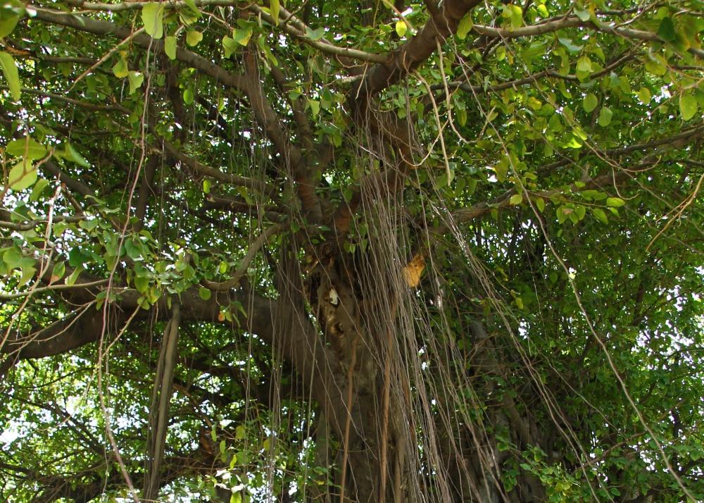 SAFLAX Индийский баньян - 20 семян - Ficus benghalensis