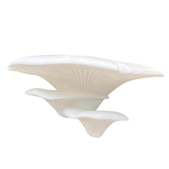Mushroom Shape Bracket, Double Purpose Stand for Displaying And Storing Items, Wall Decoration Shelf for Glass Tiles Smooth Surfaces