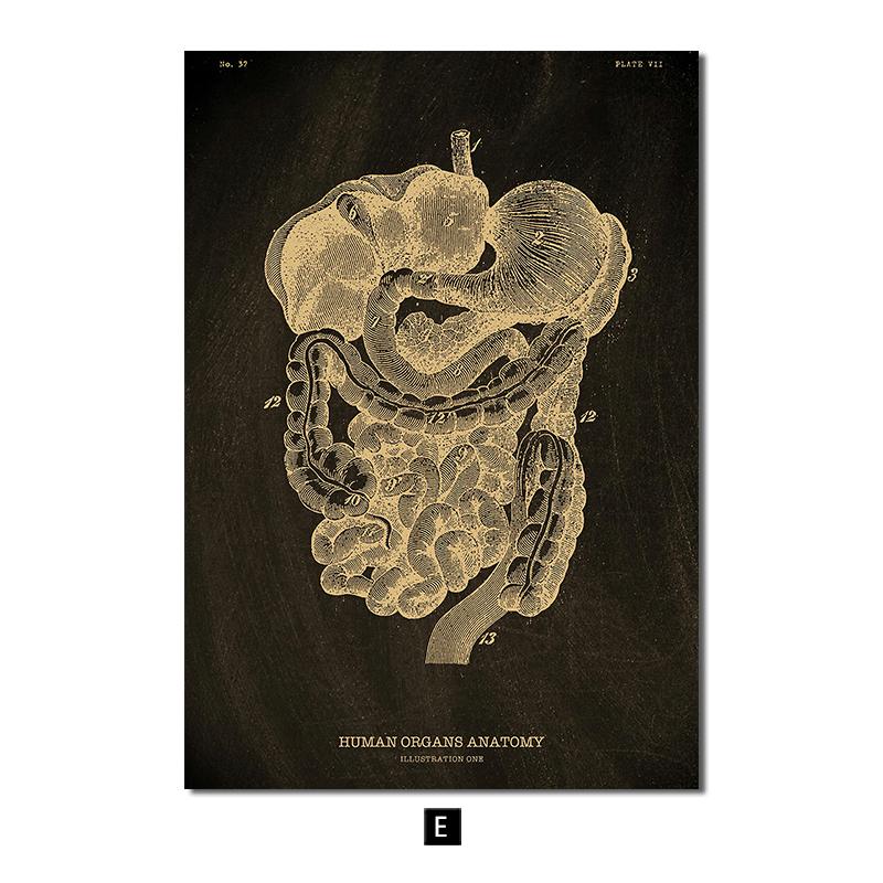 Анатомия человека, винтажный постер, скандинавский холст, художественный принт, золотой скелет, органы, живопись, настенные панно, медицинский домашний декор