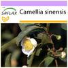 Чайное растение - 6 семян - Camellia sinensis