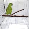 Натуральная ветка дерева в качестве жердочки и точилки для когтей для маленьких попугаев и птиц