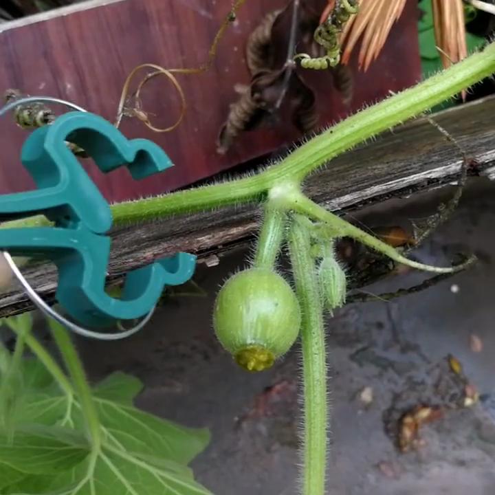 Фиксированные зажимы для растений, многоразовый кронштейн для садовой теплицы для фиксированных растений, виноградная лоза, цветы, рассада помидоров, поддержка садовых принадлежностей