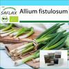 SAFLAX Gift Set - Organic - Salad Onion - Japanese Ishikura - 150 Seeds - With Gift Box, Card, Label and Potting Substrate - Allium Fistulosum