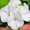 White Border Geranium Fresh FLOWER Seeds PREMIUM 10 Pcs