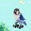 Peony Parrot Toys Training Props Play Tiger Roller Skates Xuanfeng Skates Rollerblades Bird Skill Toys