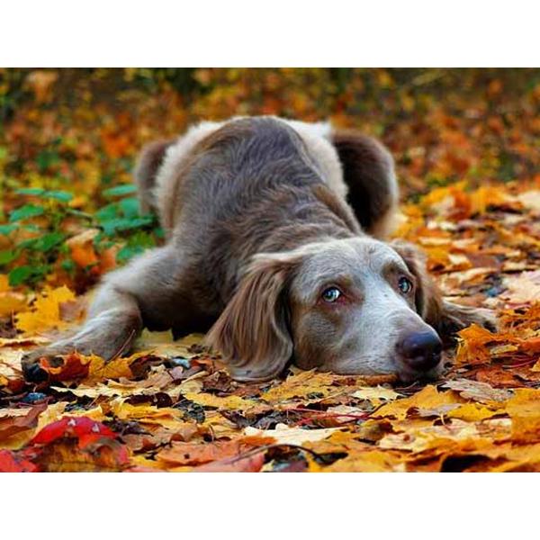 5D DIY Алмазная картина Набор Собака Осенью Искусство Алмазная вышивка Стразы Украшения для дома