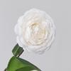 Creative Multicolor Camellia Artificial Flower Silk Petal Green Leavees Faux Flower Photo Props Floral Arrangement Gift