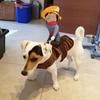 Halloween Costume for Dogs Cats Cowboy Bat Lobster Snowman Chef Pet Clothes Party Dressing for Themed Party Holiday Christmas