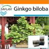 Garden In the Bag - Bonsai - Maidenhair Tree - 4 Seeds - With Substrate In a Fitting Stand Up Bag - Ginkgo Biloba