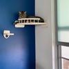 Установленный стеной гамак угла кота мебели с набором 4 шагов для крытых кошек