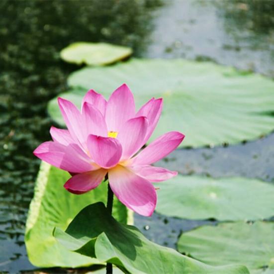 Подставки под стаканы в виде забавных частей тела, термостойкие силиконовые коврики для напитков, подставки под стаканы без содержания бисфенола А