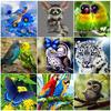 5D DIY Diamond Painting Animal Parrot Owl Bird Cross Stitch Full Drill Diamond Embroidery Mosaic Art Picture Rhinestones Decor