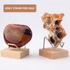 Art Craft Display Stand Wooden Base Crystal Display Holder for Fossil Coral Geodes Rock Mineral Agate Small Collectibles