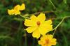 100 Cosmos Seeds - Yellow and Orange Mix Flowers - Reproducible Peasant Seeds - SemiWild