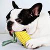 Dingdong Pet Dog Corn Thread Toothbrush 5.5 X 14.7 Cm, Yellow, 1 Piece