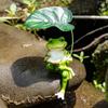 Cute Garden Frog Statue Cartoon Frog Ornament Decor Desktop Ornament Frog Figurine  Courtyard