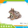 Simulation Amphibian Frog Triangular Dead Leaf Frog Red-Eyed Tree Frog Darwin Frog Static Model Ornament
