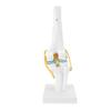Anatomical Shape Human Knee Joint Model Functional Knee Ligament Model  Orthopedic Display