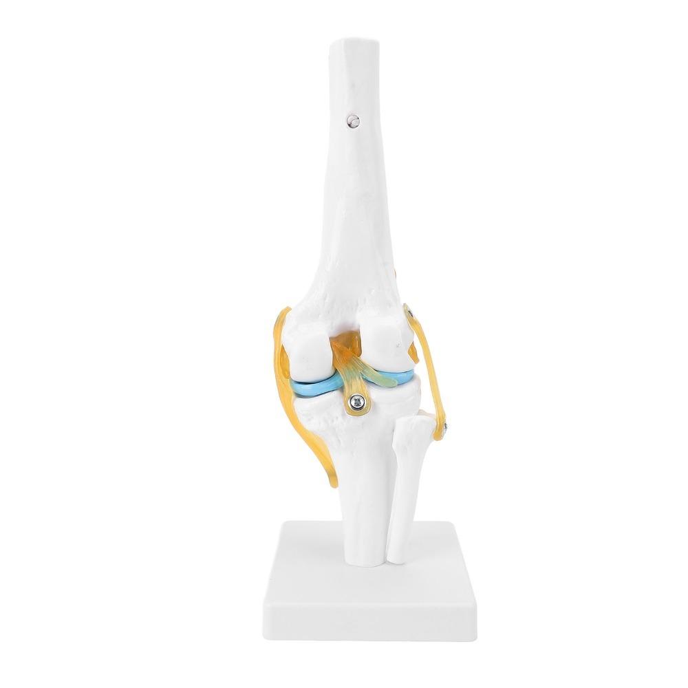 Anatomical Shape Human Knee Joint Model Functional Knee Ligament Model Orthopedic Display