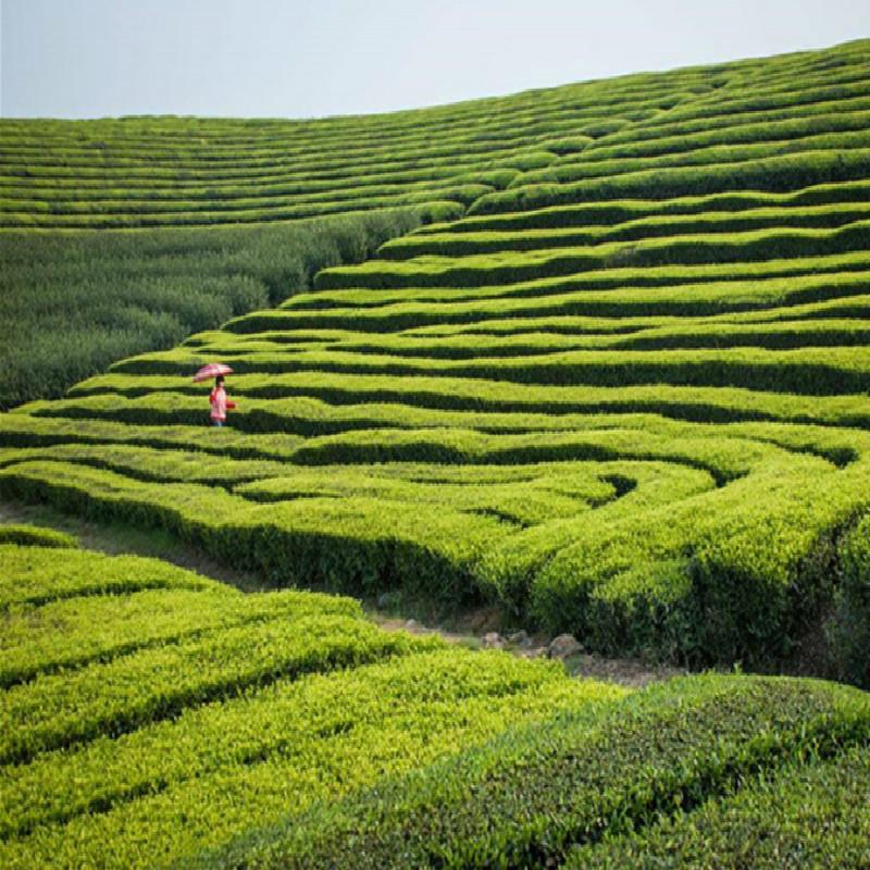 250 г зеленого чая, органический ранний весенний чай Хуаншань Маофэн, китайский чай