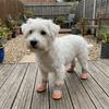 4PCS/SET Non-Slip Pet Mesh Shoes Wear-Resistant Pet Paw Protector Pet Footwear  Outdoor Use