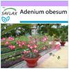 Bonsai - Desert Rose - 8 Seeds - Adenium Obesum