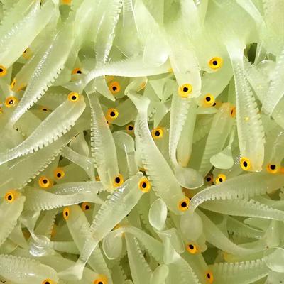 5 шт./пакет 5 см 1,3 г люминесцентная мягкая приманка реалистичная Т-образная рыбка имитация приманки для рыболовных снастей ночная рыбалка море река