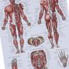 Плакат с анатомией мышц, цветная диаграмма мышц человека для классных комнат, клиник, спортивных залов, дома