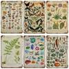 Vintage Butterfly Insect Plant Collection Chart Metal Tin Sign  Retro Aesthetic Art Decor for Living Room Wall Home Decor Poster