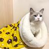Теплый спальный мешок для кошек, мягкий, пушистый, на ощупь, утолщенный, карманный, одеяло для домашних животных, удобное гнездо для котят, щенков, товары для животных