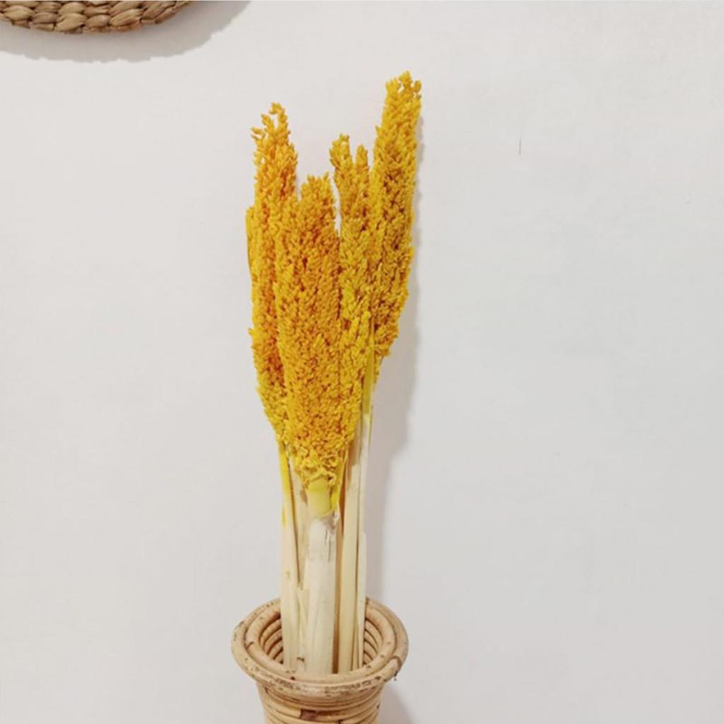 Dried Cantal Grass Bunch Amber Set of 6