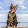 1Pc Tactical Reflective Cat Harness Vest With Handle Adjustable Outdoor Walking Training Pet Supplies