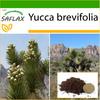 Дерево Джошуа - 10 семян - С горшечным субстратом для лучшего выращивания - Юкка бревифолия
