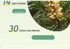 Songda Pine Pollen Prickly Heat Powder for Babies, 52g – Natural Talcum Baby Skincare, Non-Corn Starch.