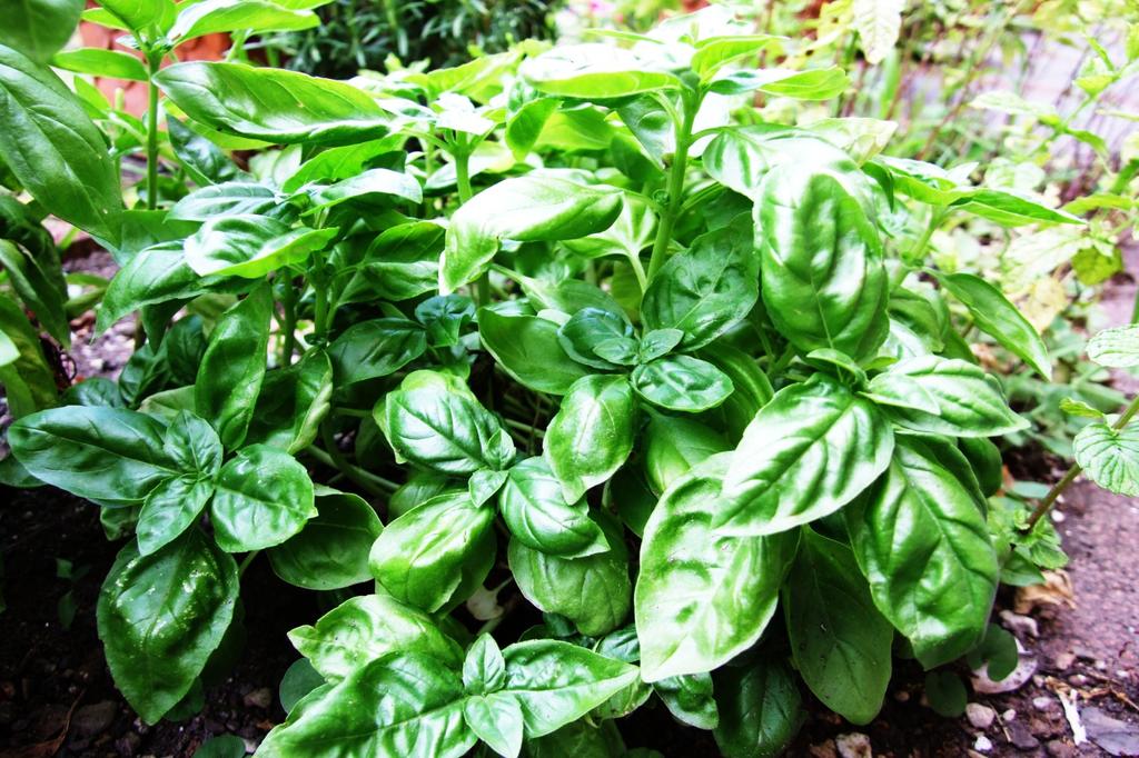 SAFLAX Garden in the Bag - Тайский базилик - 200 семян - С субстратом в подходящем пакете - Ocimum basilicum